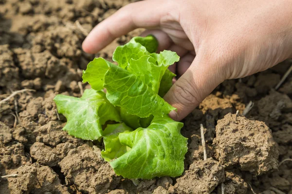 Arbetar med unga sallad planta Stockbild