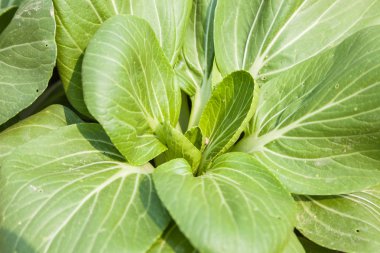 Haşere ile bok choi