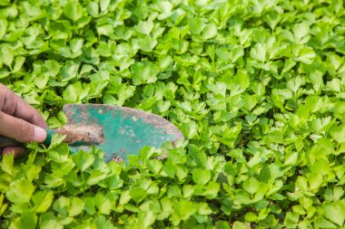 Genç kereviz ile çalışmak