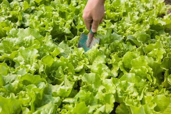 Trabajando en el campo de lechuga —  Fotos de Stock