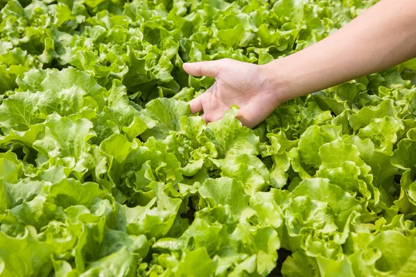 Working in the lettuce field — Stock Photo, Image