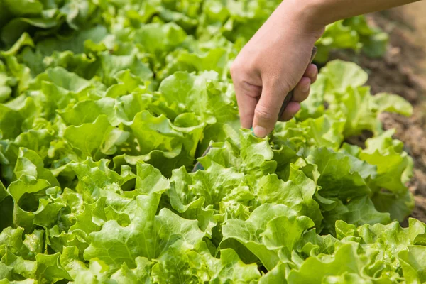 Lavorare nel campo della lattuga — Foto Stock