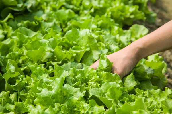 Working in the lettuce field — Stock Photo, Image
