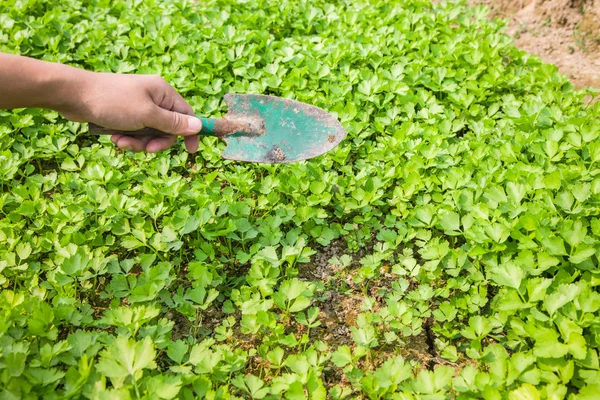 在该字段中的年轻芹菜 — 图库照片