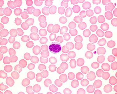 Bir insan kanında monosit..