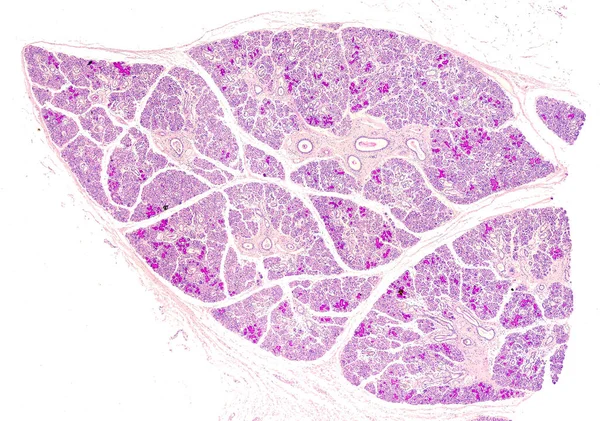 Low power light microscope micrograph of a human submandibular or submaxillary gland. This is a mixed salivary gland with predominance of serous acini. The PAS stain highlights the mucous component of the mixed tubule acini.