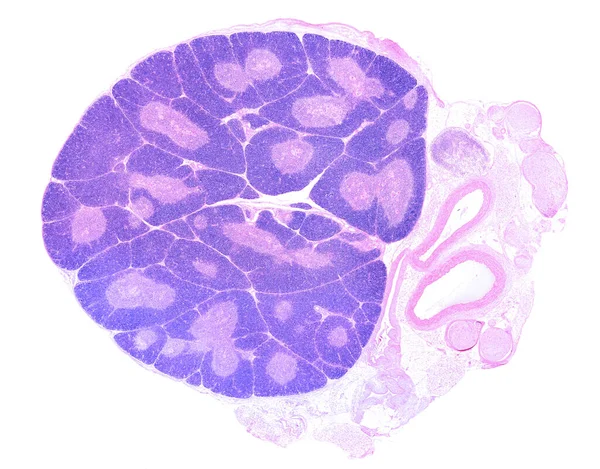 若い胸腺を示す低出力の顕微鏡マイクログラフ 組織は明らかにルール化されています Tリンパ球の前駆細胞の高密度のために 各ロビーでは 末梢皮質はより染色されるように見える Eの中央にある — ストック写真