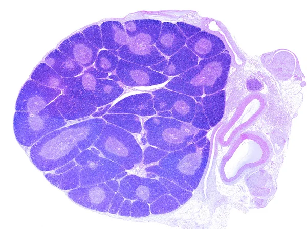 低功率光学显微镜显示一个年幼的胸腺 这种组织形成小叶是显而易见的 在每个小叶中 由于T淋巴细胞前体细胞的高密度 外周血皮质出现了更多的染色 在E的较暗中心 — 图库照片