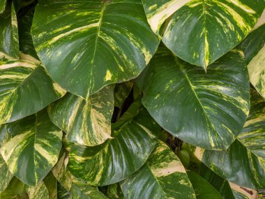 Yeşil yaprak dokusu, doğa arka planı, tropikal yaprak, yeşillik...