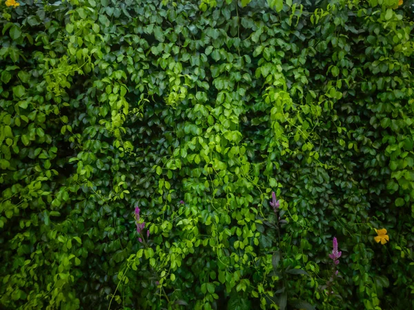 Abstrait tout texture de feuille verte, fond naturel, feuille tropicale, feuillage — Photo