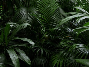 Yeşil yapraklı arka plan soyut yeşil yapraklar doku doğa doğa doğal bitki dekorasyonu tasarımı