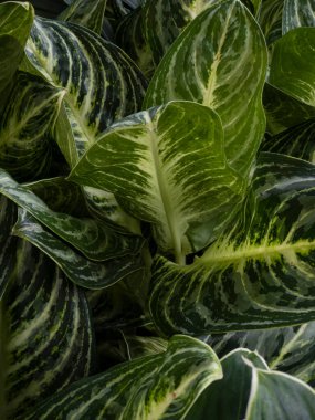 Yeşil yapraklı arka plan soyut yeşil yapraklar doku doğa doğa doğal bitki dekorasyonu tasarımı