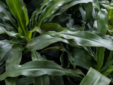 Yeşil yapraklı arka plan soyut yeşil yapraklar doku doğa doğa doğal bitki dekorasyonu tasarımı