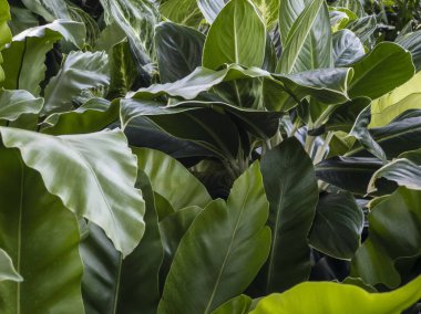 Yeşil yapraklı arka plan soyut yeşil yapraklar doku doğa doğa doğal bitki dekorasyonu tasarımı