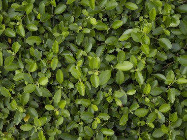 Yeşil yapraklı arka plan soyut yeşil yapraklar doku doğa doğa doğal bitki dekorasyonu tasarımı