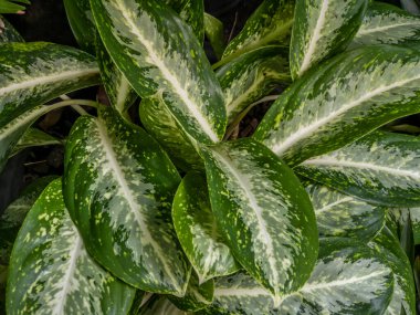 Yeşil yapraklı arka plan soyut yeşil yapraklar doku doğa doğa doğal bitki dekorasyonu tasarımı