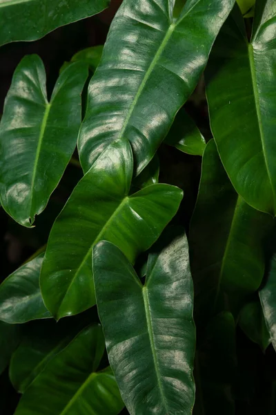 Stock image Green leaves pattern background abstract green leaves texture nature background natural plant decoration design