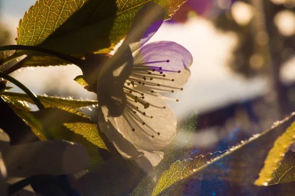 Der Frühling Ist Gekommen Blumen Blühen Auf Den Bäumen Knospen — Stockfoto