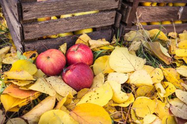Sonbaharda hasat edilen zengin bir elma hasadı. Elma hasat kutuları düşen yaprakların üzerinde yatıyor. Altın sonbahar sulu ve lezzetli elma hasadı bakımından zengindir..