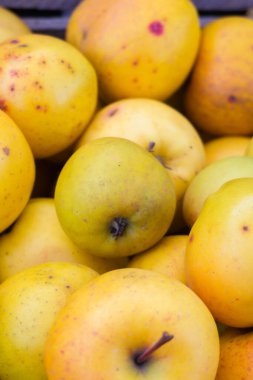 Sonbaharda yakın planda altın elma hasadı. Sonbaharda toplanan bir sürü lezzetli elma var..