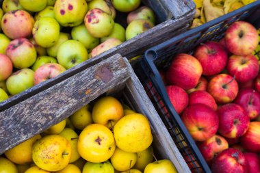 Sonbaharda hasat edilen zengin bir elma hasadı. Elma hasat kutuları düşen yaprakların üzerinde yatıyor. Altın sonbahar sulu ve lezzetli elma hasadı bakımından zengindir..