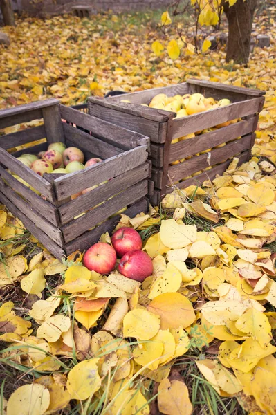 Πλούσια Συγκομιδή Μήλων Που Συγκομίστηκαν Φθινόπωρο Κουτιά Συγκομιδής Μήλων Βρίσκονται — Φωτογραφία Αρχείου