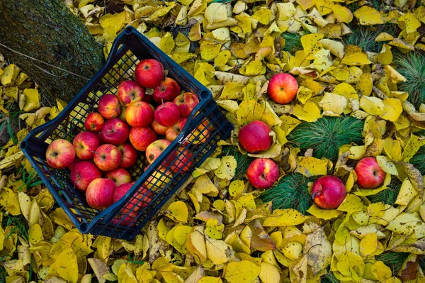 Врожай Великих Соковитих Червоних Яблук Які Лежать Ящику Зберігання Тлі — стокове фото