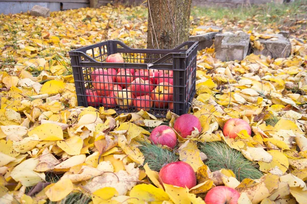 Cosecha Manzanas Grandes Jugosas Rojas Que Encuentran Una Caja Almacenamiento — Foto de Stock