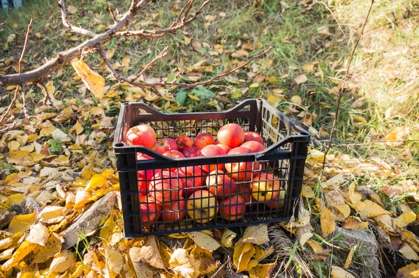 Zbiory Dużych Soczystych Czerwonych Jabłek Które Leżą Schowku Tle Spadających — Zdjęcie stockowe