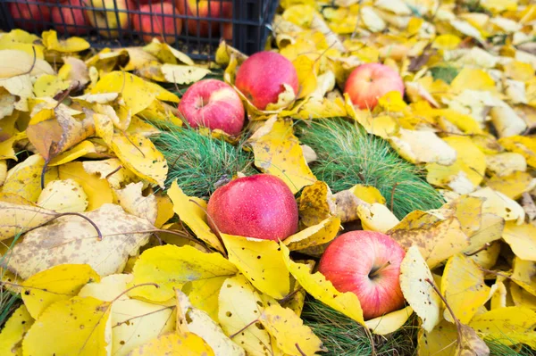 Cosecha Manzanas Grandes Jugosas Rojas Que Encuentran Una Caja Almacenamiento — Foto de Stock