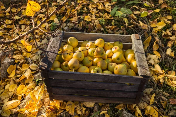 Cosecha Grandes Manzanas Amarillas Jugosas Que Encuentran Una Caja Almacenamiento — Foto de Stock