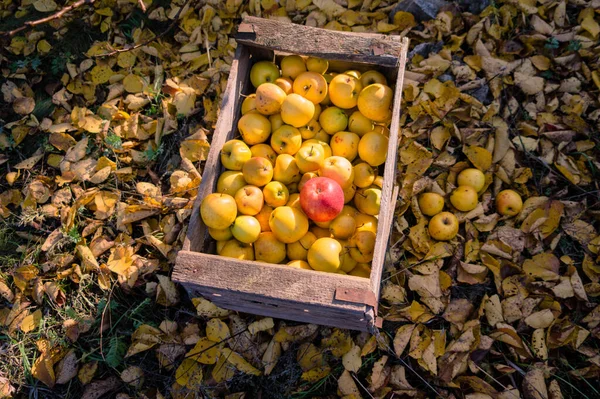 Cosecha Grandes Manzanas Amarillas Jugosas Que Encuentran Una Caja Almacenamiento — Foto de Stock