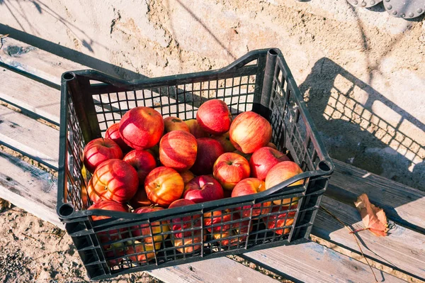 Cosecha Manzanas Grandes Jugosas Rojas Que Encuentran Una Caja Almacenamiento — Foto de Stock