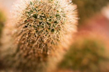 Su damlaları bir kaktüsün dikenlerinin üzerine düşer.