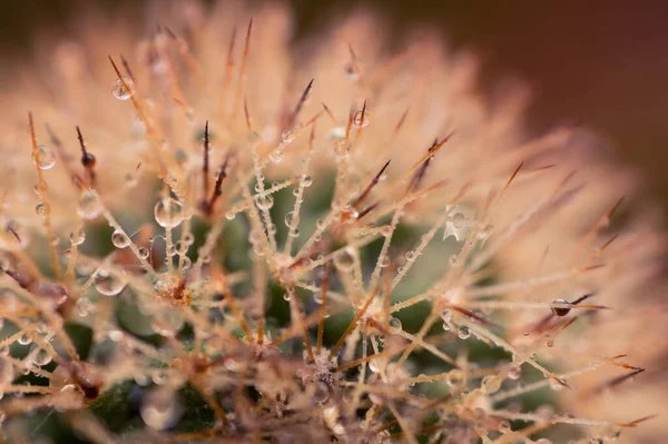 Water Drops Thorns Cactus Close — Stock Photo, Image