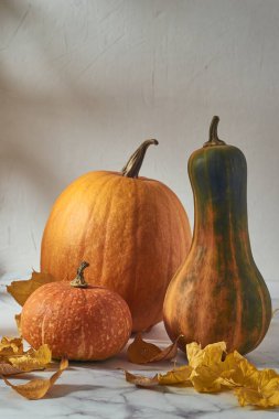 Beyaz arkaplandaki bir ışık masasında farklı boyutlarda, şekillerde ve renklerde üç balkabağının yanı sıra sonbahar sarı yaprakları da vardır. Dikey yönelim. 