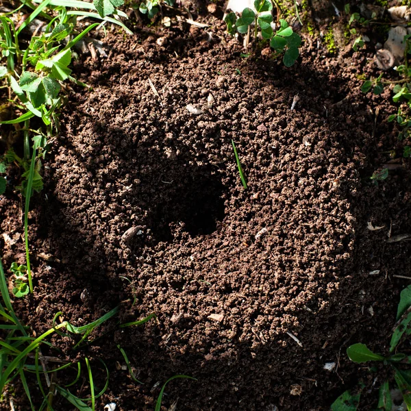 Karınca yuvası — Stok fotoğraf