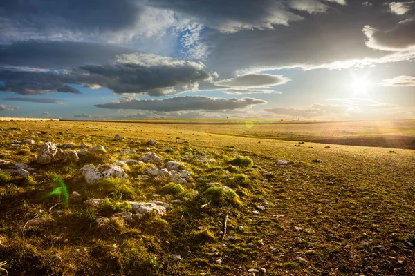 Sunset bulvarında murge — Stok fotoğraf