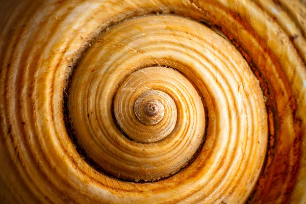 Shell Spiral — Stock Photo, Image