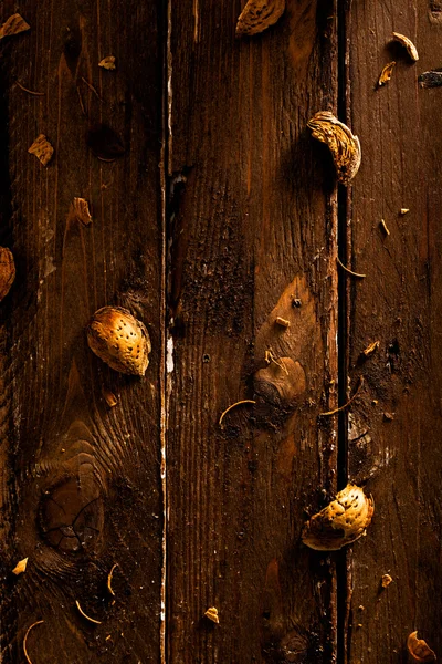 Conchas de almendras —  Fotos de Stock