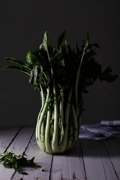 Puntarelle witlof — Stockfoto