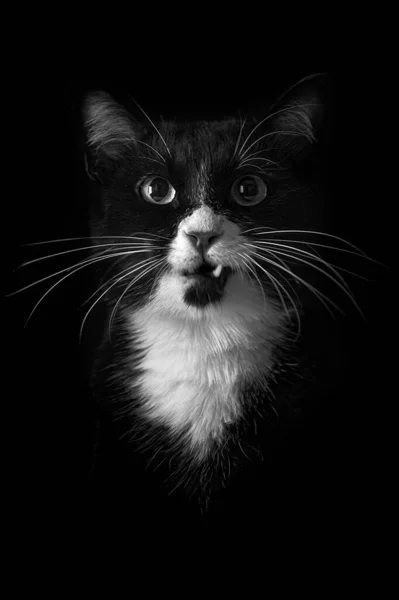 Svart Och Vit Katt Med Argt Ansikte — Stockfoto