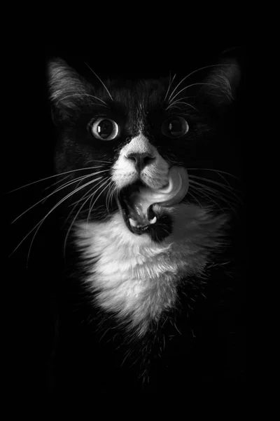 Gato Blanco Negro Con Lengua Hacia Fuera Fotos de stock libres de derechos