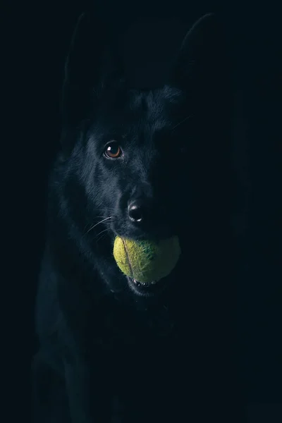 Siyah Arkaplanda Tenis Topuyla Siyah Köpek — Stok fotoğraf