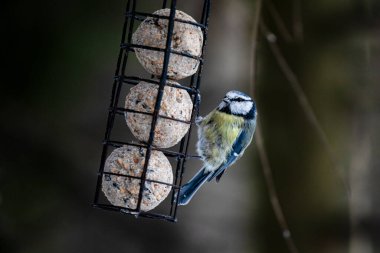 Eurasian blue tit (Cyanistes caeruleus) eating from bird feeder