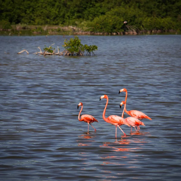 Flamingo's in water in cuba — Stockfoto