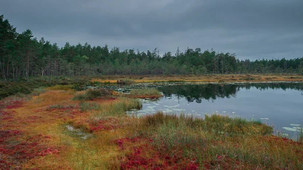 Sárga Vörös Színű Mohák Tavakkal Erdőkkel Ősszel Svédországi Tyresta Nemzeti — Stock Fotó