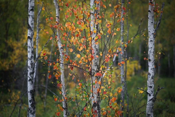 Brzozy Kolorowymi Jesiennymi Liśćmi Parku Narodowym Tyresta Szwecji — Zdjęcie stockowe