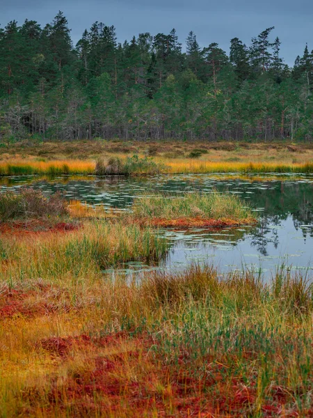 Żółto Czerwone Mchy Jeziorem Lasem Jesienią Parku Narodowym Tyresta Szwecji — Zdjęcie stockowe