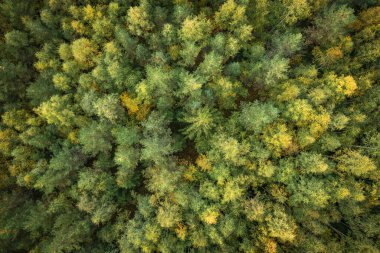 İsveç 'in Dalarna kentindeki Siljan Gölü' ndeki yeşil orman.